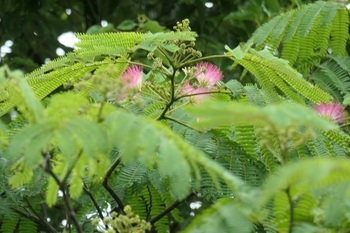 ねむの木の花.JPG