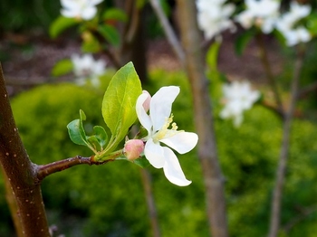 りんごの花 (3).jpg