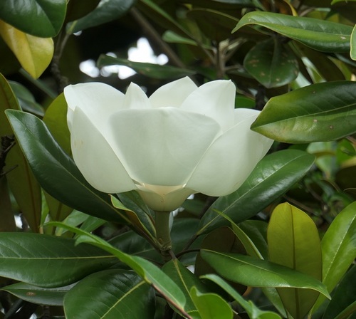 タイサンボクの花.JPG