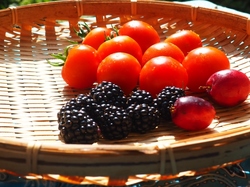 フルーツトマトとブラックベリー収穫.jpg