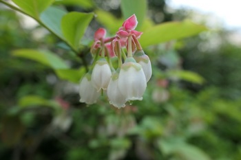 ブルーベリーの花.JPG