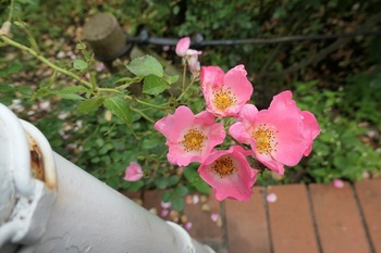 公園のバラ.JPG