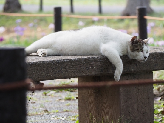 公園の猫 (10).jpg