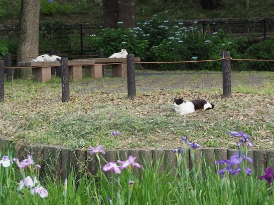 公園の猫 (2).jpg