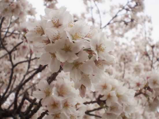 大宮の桜 (3).jpg