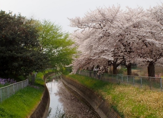 大宮の桜 (4).jpg