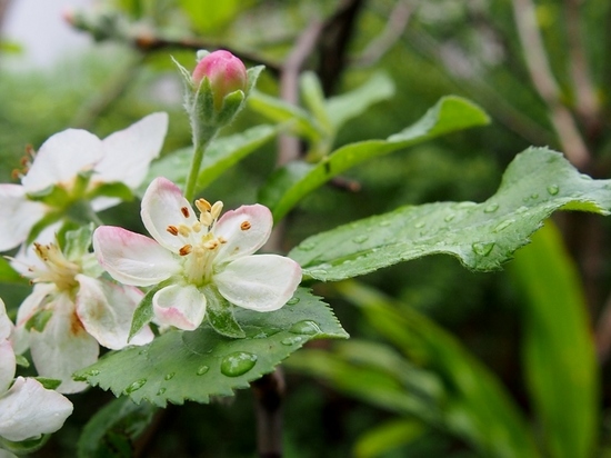 季節外れの林檎の花.jpg