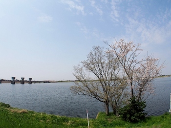 小貝川と桜.jpg