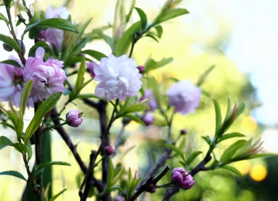 庭桜.jpg