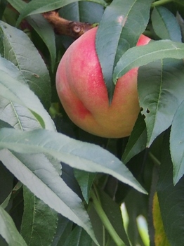 桃の木.jpg