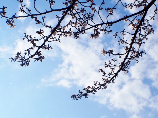 桜 (1).jpg