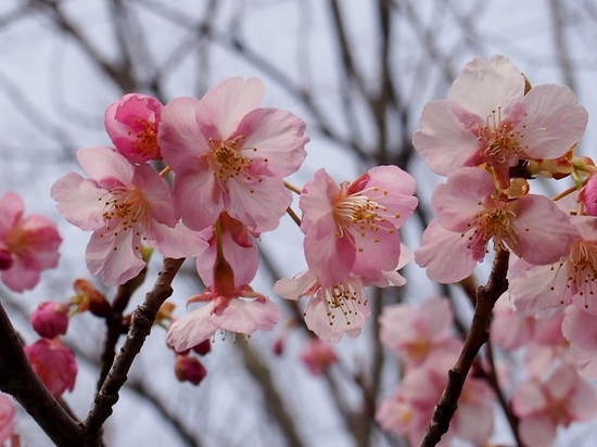 桜 (2).jpg