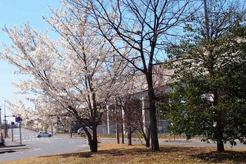 桜 (3).jpg