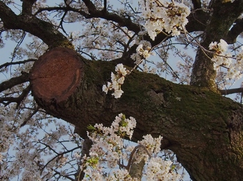 桜 (6).jpg