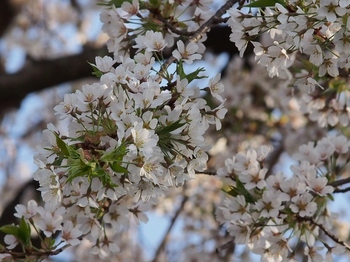 桜 (7).jpg