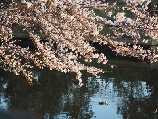 桜とカモ.jpg