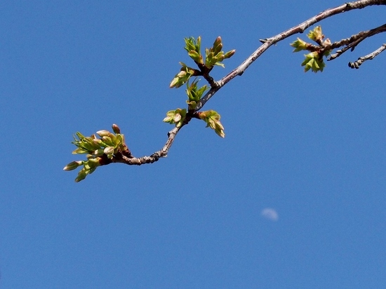 桜の蕾と月