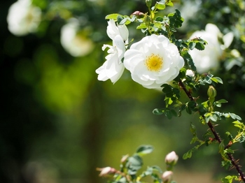 植物園の薔薇 (2) (800x600).jpg
