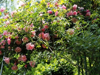 植物園の薔薇 (3) (800x600).jpg