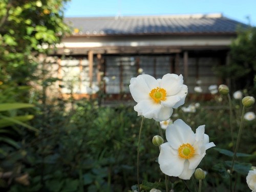 母の庭のシュウメイギク.JPG