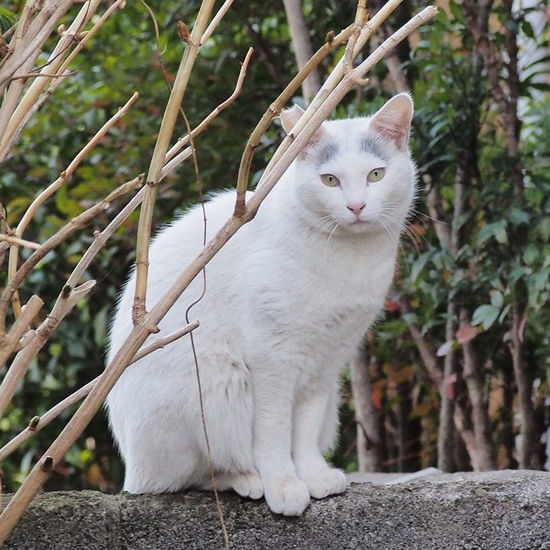 江戸川の猫.jpg