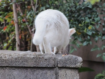 江戸川の猫 (1).jpg