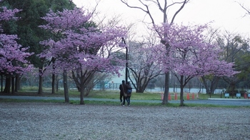 満開の桜 (1).jpg