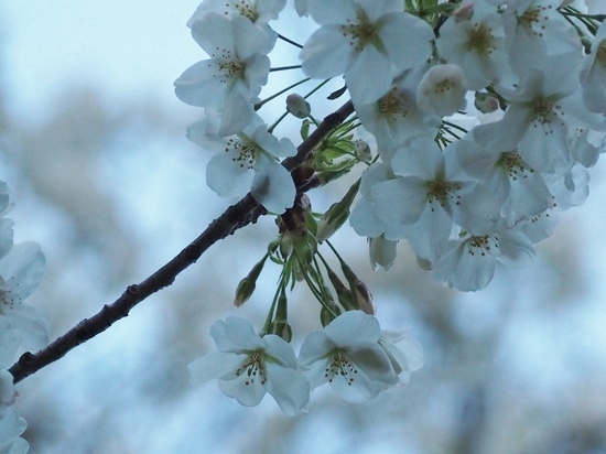 白い桜 (1).jpg