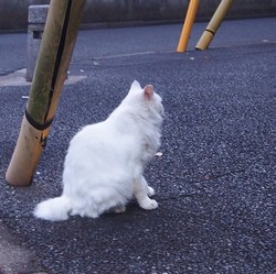 白猫９１５.JPG