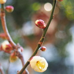 盆栽の梅ツボミ.JPG