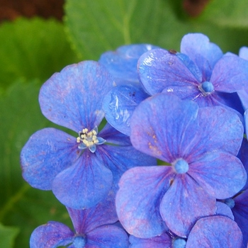 紫陽花の花 (1).jpg