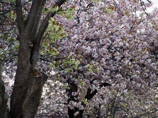 緑の桜 (2).jpg