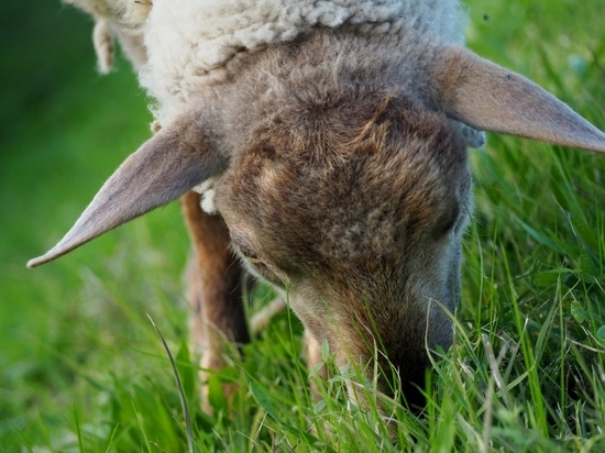 羊 (1).jpg
