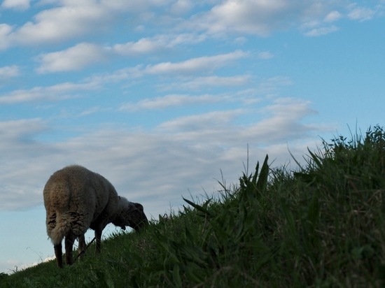 羊 (2).jpg