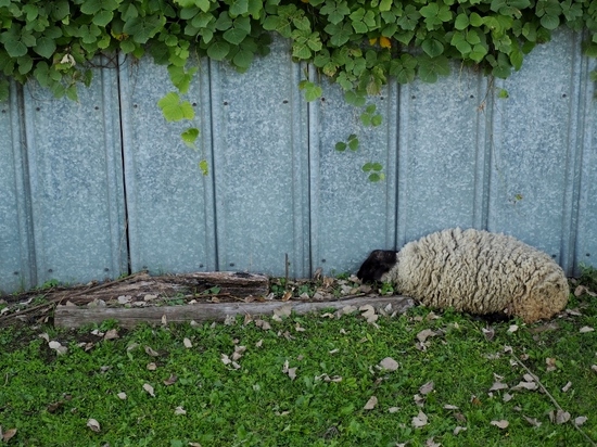 羊 (3).jpg