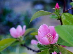 花梨の花.jpg