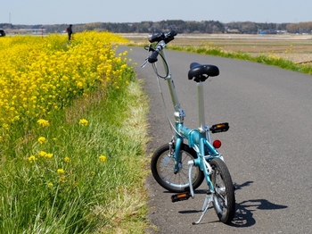 菜の花と自転車.jpg