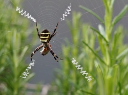 虫・蜘蛛の巣 (800x600).jpg