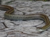 蛇 (1).jpg