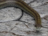 蛇 (2).jpg