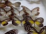 蝶の標本 (1).jpg