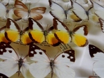 蝶の標本 (2).jpg