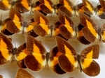 蝶の標本 (3).jpg