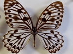 蝶の標本 (4).jpg