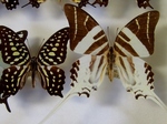 蝶の標本 (5).jpg