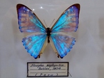 蝶の標本 (6).jpg