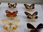 蝶の標本 (7).jpg