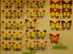 蝶の標本 (8).jpg