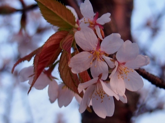 西口の桜 (1).jpg