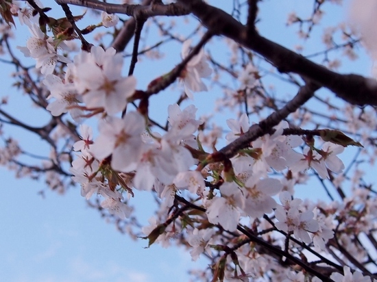西口の桜 (3).jpg